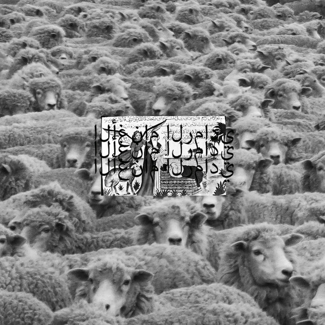 greysheep